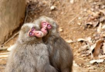 POOP mamaseta
