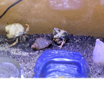 Hermit Crab Club.
