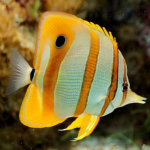 Fish Club!!!!!!!!!!!!!!!!!!!!
