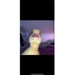 Hi im á unicorn