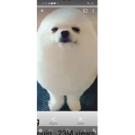 Eggdogplayz fan club