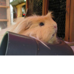fuzzy cavia