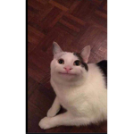 The nice felines