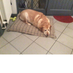 EpicDogeForever Fans