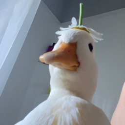 αηу