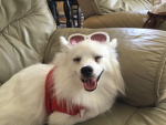 Buddyz Bozo’s (the official BuddyTheBozo Fan Group