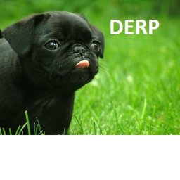 derp cafe