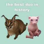 TEAM MEMES IS DA BEST