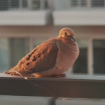 mourning doves