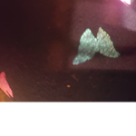 {Silver|rights|movment}