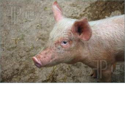 survive PIGGY the killer