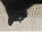 Dumb cat group