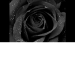 black moon of the fallen rose