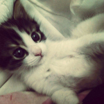 misoifyy
