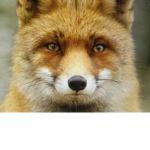 fox helper