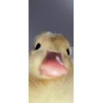 Thyfgc