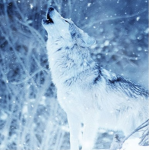 The Icy Wolf Pack