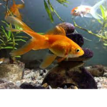 Gold Fish cult | fish