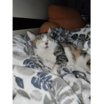 Kittywordhip