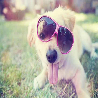 tumblr backgrounds Glasses Dog Roblox decal