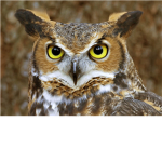 Owl Fan Group