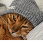 skeletons_cats