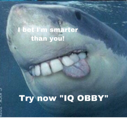 IQ OBBY