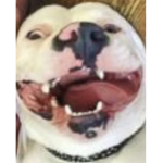 Funny dogssssssss