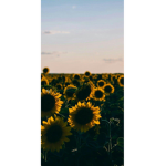 //sunflower squad//