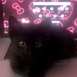 HXXRTS <3
