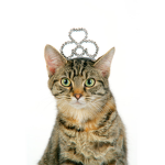 Cat Legends