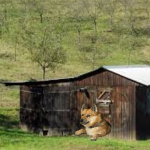 caesar shack