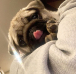 kawaii kitten korner!