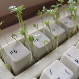 🌱