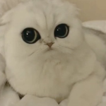 Pipukianism