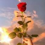 a red rose