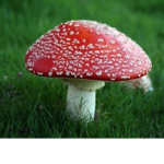 Mushroom Monarch