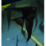The dark fishes of the night