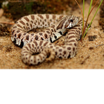 Hognose snakes
