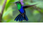 Hummingbird friends