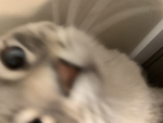 serene’s applications