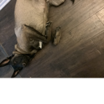 The Dogs are cute and cats Group