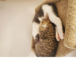 Cat for Life From Vivi
