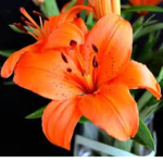The Orange Lily♥