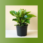 plant. plant plant. plant.