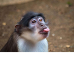 TEAM MONKEYS!!!