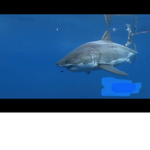 Sharks United forever!