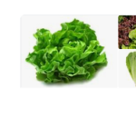 Lettuce Beautiful