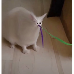 Basuketto