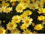 Yellow Sun Flowerss